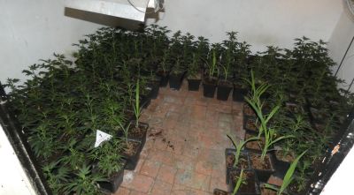 Desmantellen una plantació amb 170 plantes de marihuana en un pis del centre de Figueres