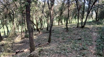 Girona reforça el manteniment forestal per reduir el risc d’incendis