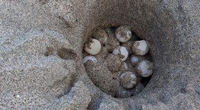 Localitzen el primer niu de tortuga careta de l’estiu a la platja de l’Estartit