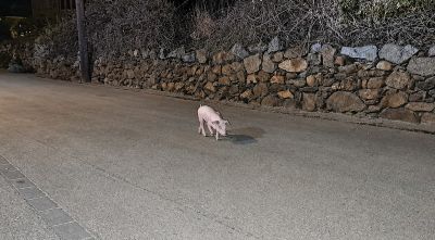 IAEDEN denuncia una granja de Cantallops per deixar porcs lliures al carrer