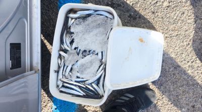 Requisen més de 25 quilos de peix irregular en un dispositiu al port de l’Escala