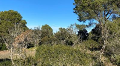 SOS Costa Brava s’oposa a una urbanització de 24 habitatges en una zona forestal de Begur