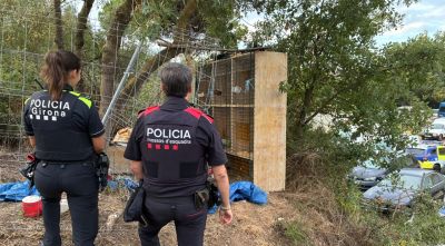 Intervenen set galls en una zona boscosa de Girona destinats a baralles