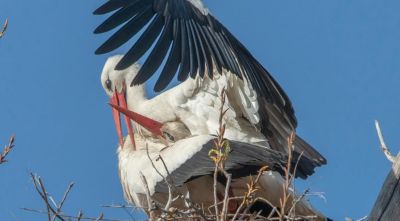 L’Estany de Banyoles registra un rècord de 19 cries de cigonya blanca que arriben a l’edat de volar