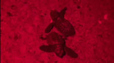 Neixen les primeres 27 tortugues careta de l’únic niu detectat aquest any a Catalunya