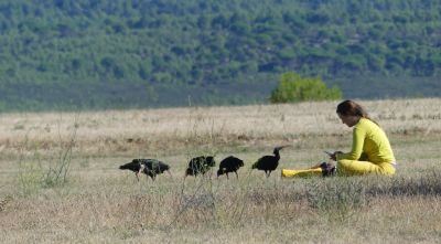 Trenta ibis ermitans arriben a Ordis en una migració assistida