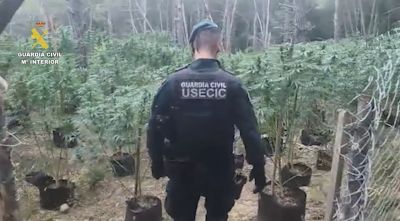Desmantellen una plantació amb més de 1.500 plantes de marihuana a Cistella