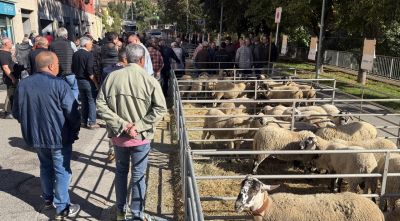 Ripoll recupera la Fira de Santa Teresa amb uns 180 caps de bestiar oví