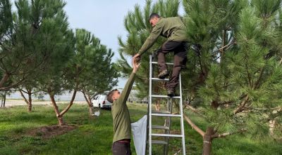 Sant Feliu de Buixalleu impulsa la producció de pinyons amb pins millorats genèticament