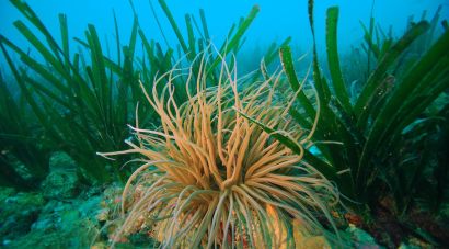 La posidònia s’està degradant encara que el mar no arribi a temperatures extremes