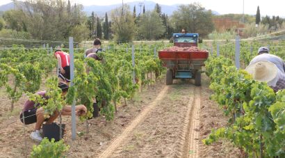 La DO Catalunya incorpora sis nous municipis gironins a la seva zona de producció