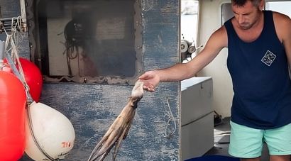 Els pescadors de Cap de Creus comencen la veda de pop roquer