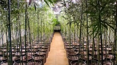 Enxampen tres joves a Lloret de Mar amb 780 plantes de marihuana a casa i la llum punxada