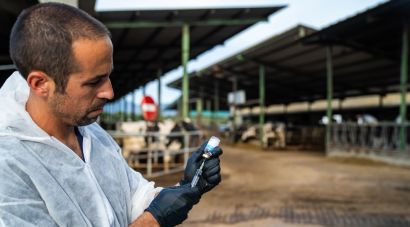 Agricultura intensifica la vacunació contra la DNC a la demarcació de Girona