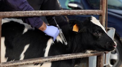 Agricultura destina 4,9 MEUR a recuperar explotacions afectades per la dermatosi nodular
