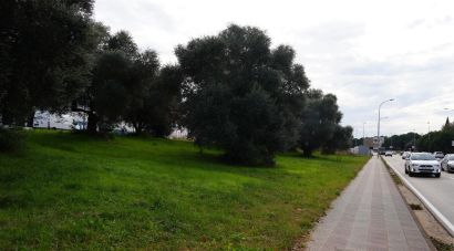 Girona farà melmelades i oli amb els fruits que culli en arbres de la ciutat