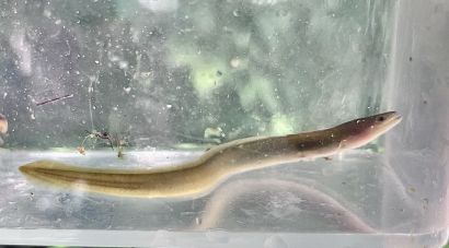 Ecologistes reclamen protegir l’anguila a les conques del Fluvià, la Muga i el Ter