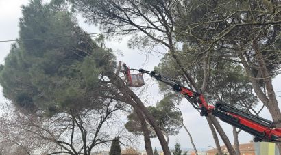 Girona tala un arbre de la pineda de l’Escola Annexa per seguretat