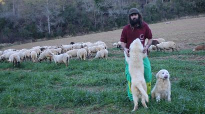 Un pastor compra un ramat d'ovelles per mantenir viva la transhumància al Pla de l'Estany