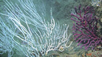 Els microplàstics alteren el metabolisme de les gorgònies mediterrànies