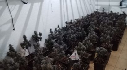 Desmantellen un cultiu amb 199 plantes de marihuana en una casa de Figueres