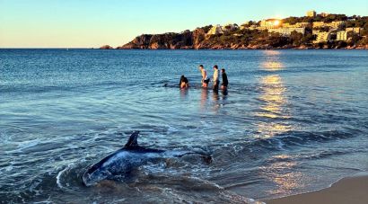 Dos joves i una agent dels Mossos salven dos dofins varats a Sant Feliu de Guíxols