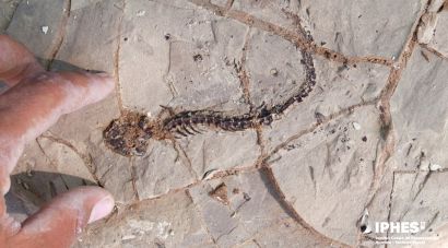 Dissenyen un protocol per estudiar els fòssils més fràgils a partir de les restes del Camp dels Ninots