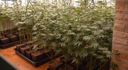 Un detingut a Fogars de la Selva per tenir 400 plantes de marihuana amb la llum i l'aigua punxades