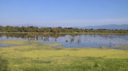 Territori engega el pla de ''xoc'' per restaurar l'estany de Vilaüt dels Aiguamolls