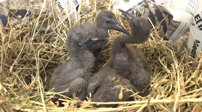 Arriben 21 nous pollets d’ibis ermità als Aiguamolls per reforçar la reintroducció de l’espècie