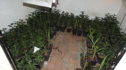 Desmantellen una plantació amb 170 plantes de marihuana en un pis del centre de Figueres
