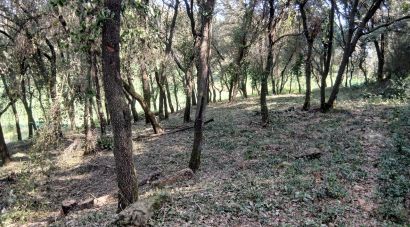 Girona reforça el manteniment forestal per reduir el risc d’incendis