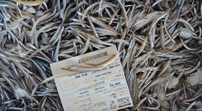El sonso s’esgota: els pescadors gironins pleguen mig any abans del previst