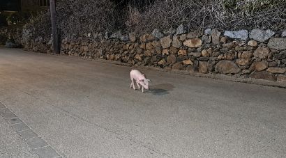 IAEDEN denuncia una granja de Cantallops per deixar porcs lliures al carrer