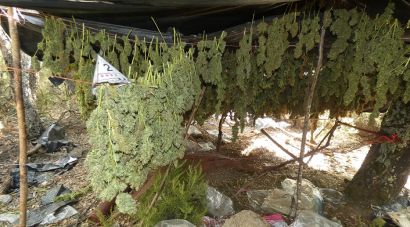 Desmantellen tres camps de marihuana amagats en una zona boscosa de Darnius