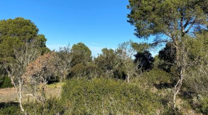 SOS Costa Brava s’oposa a una urbanització de 24 habitatges en una zona forestal de Begur