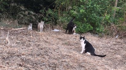 Girona aprova un programa per gestionar les 78 colònies felines i els prop de 800 gats de la ciutat