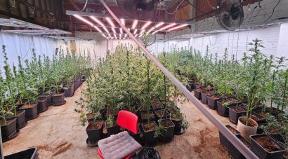 Troben 721 plantes de marihuana en una casa de Llers on vivia una família amb nens