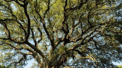 Palafrugell impulsa una norma pionera a Europa per calcular la petjada de carboni dels taps