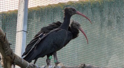 L'Alt Empordà fregarà el mig centenar d'ibis ermitans amb deu aus provinents de França