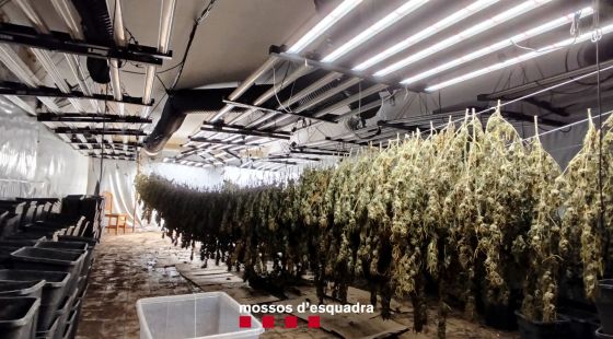 Detingut el responsable d'un cultiu amb 992 plantes de marihuana a Llambilles