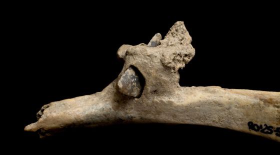 Troben una fletxa incrustada en una costella humana de fa més de 4.000 anys al Ripollès 