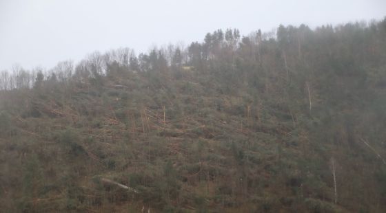 La ventada arrasa una part de bosc a Vilallonga de Ter amb arbres de més de 15 metres