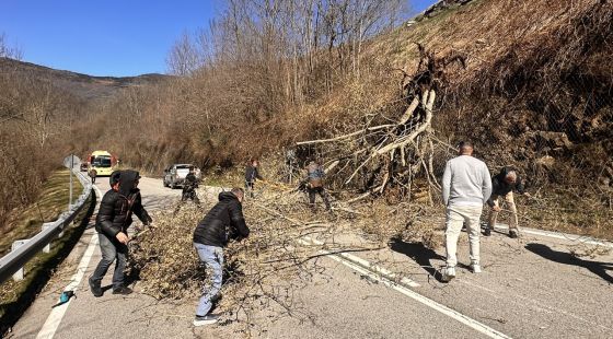Agricultura retirarà 14.700 tones de fusta afectada per les ventades al Ripollès