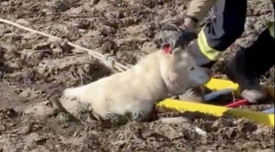 Rescaten un gos atrapat al fang en una bassa de Sant Gregori