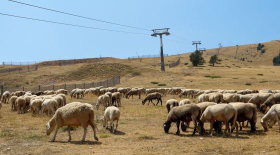 Més de 3.000 ovelles preparen les pistes de la Molina per a la temporada d’esquí