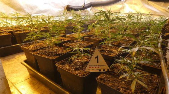 Desmantellen una plantació amb més de 900 plantes de marihuana en una casa de Vidreres
