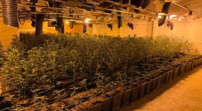 Tres detinguts responsables d'un cultiu amb 1.830 plantes de marihuana a Figueres