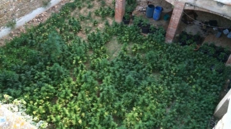 La plantació de marihuana al pati de la casa abandonada © ACN