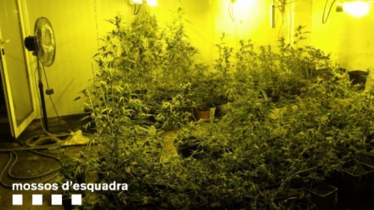 Les 1.115 plantes de marihuana localitzades a l'interior del garatge de Girona © ACN